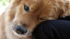 Gesto herdado dos antepassados selvagens: porque é que o cão coloca a cabeça em cima do dono?