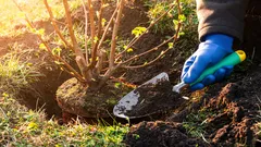 O pior erro de um jardineiro: 10 arbustos que nunca deve plantar perto de casa